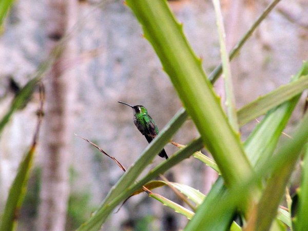 Quels sont les meilleurs arbustes à fleurs pour attirer les colibris ?