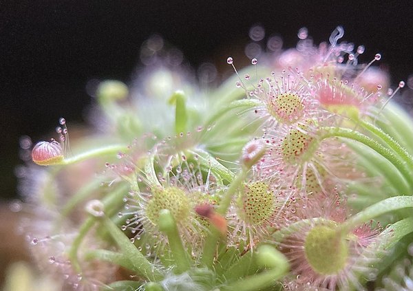Comment créer un jardin de plantes carnivores en climat tempéré ?